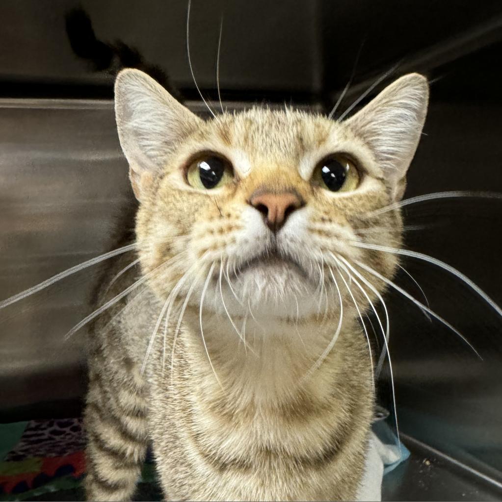 adoptable Cat in SLC, UT named Rory