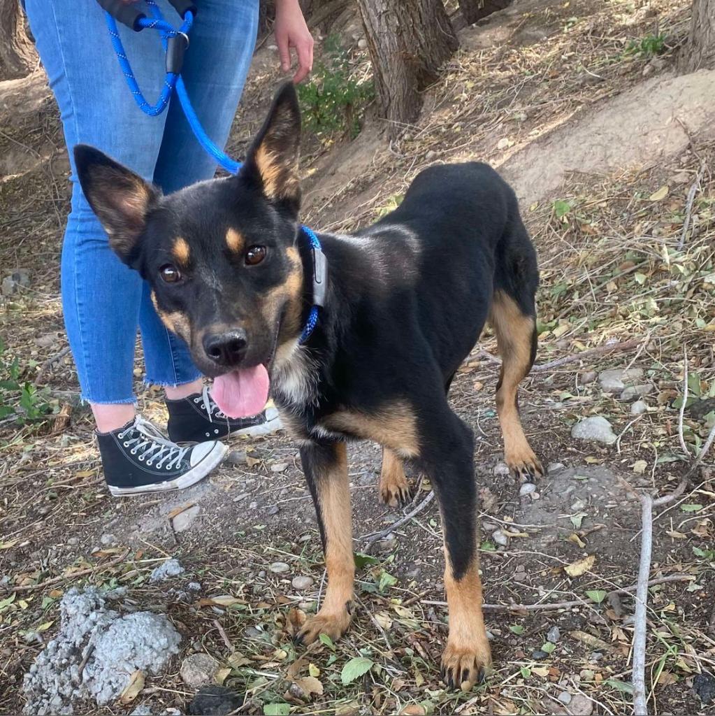 adoptable Dog in SLC, UT named Bindi