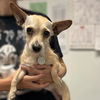 adoptable Dog in , UT named Nena