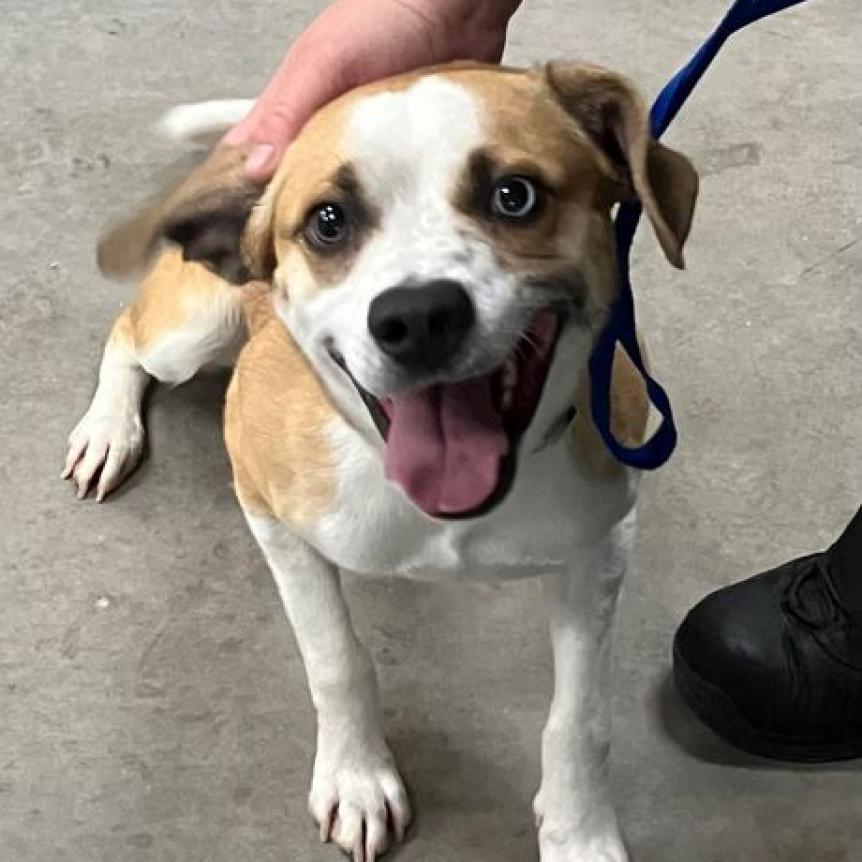 adoptable Dog in SLC, UT named Beanie