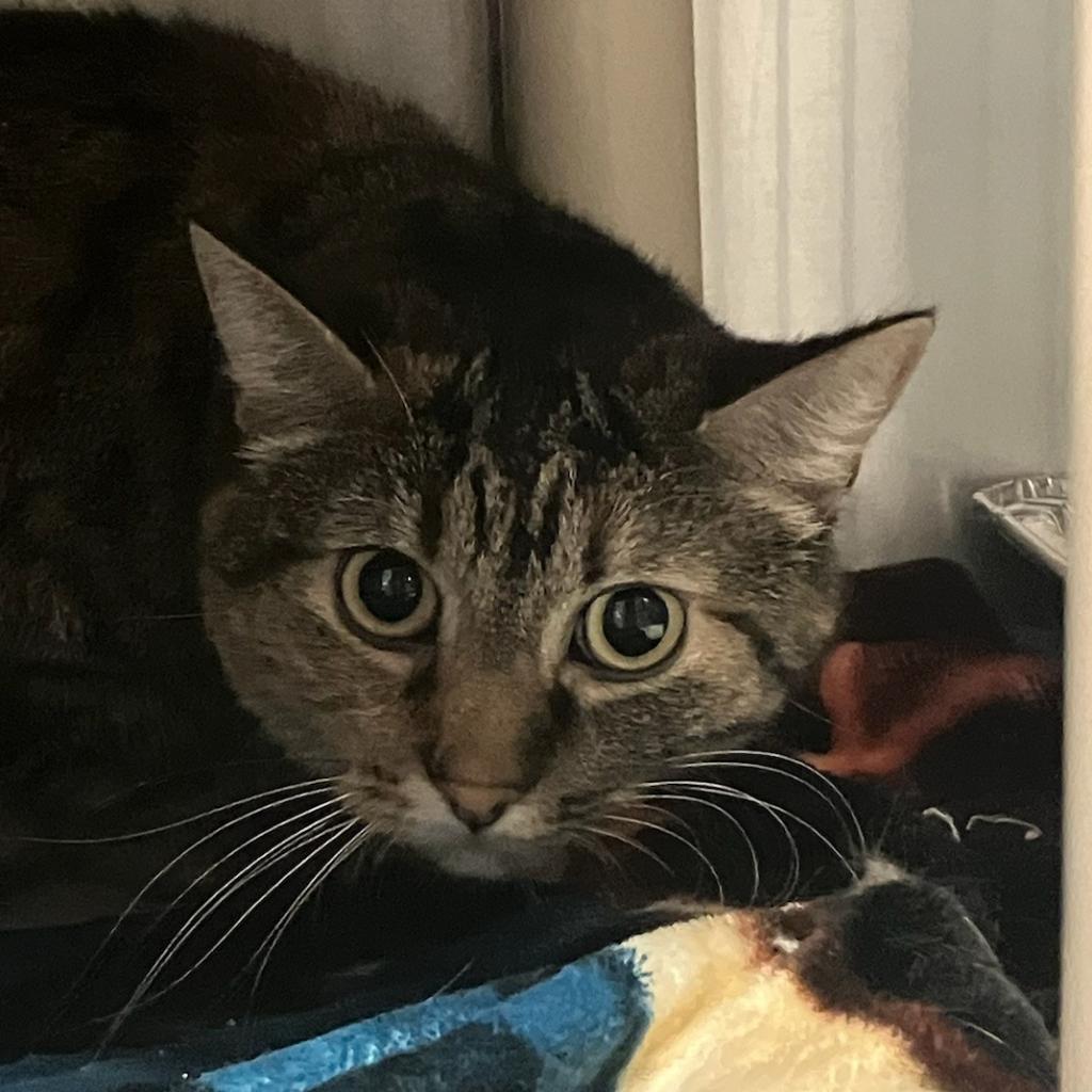 adoptable Cat in SLC, UT named Butterscotch