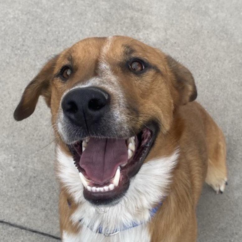 adoptable Dog in SLC, UT named Bartholomew