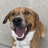 adoptable Dog in , UT named Bartholomew