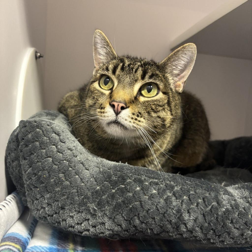 adoptable Cat in SLC, UT named Loaf