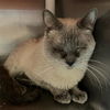 adoptable Cat in SLC, UT named Griffith