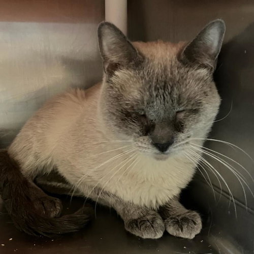 picture of the cat needing adoption