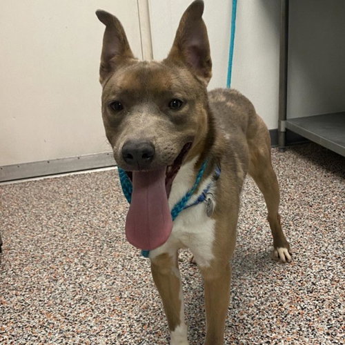 picture of the dog needing adoption