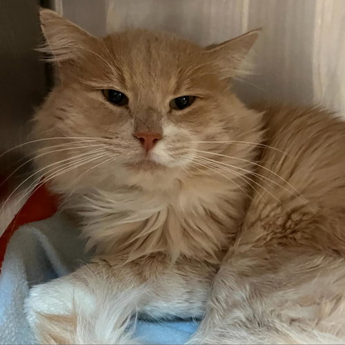 picture of the cat needing adoption