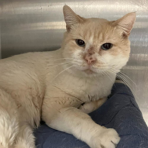 picture of the cat needing adoption