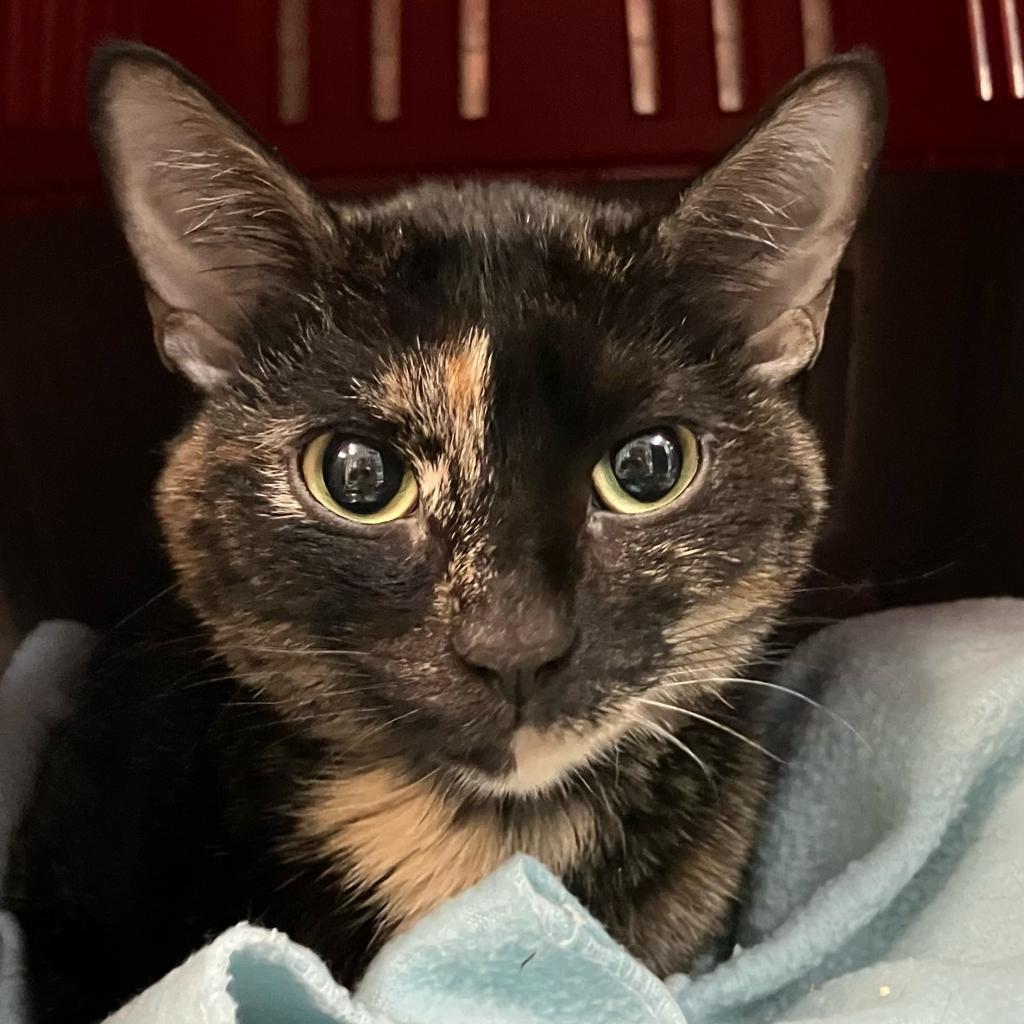 adoptable Cat in SLC, UT named Evanora