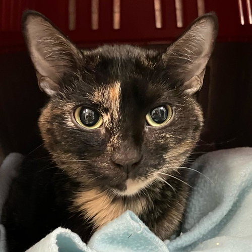 picture of the cat needing adoption