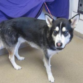 picture of the dog needing adoption