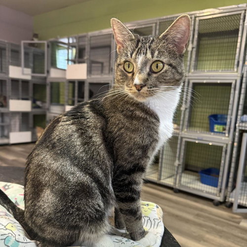 picture of the cat needing adoption