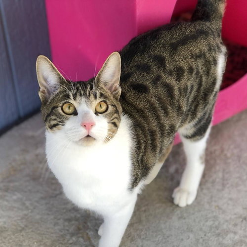 picture of the cat needing adoption