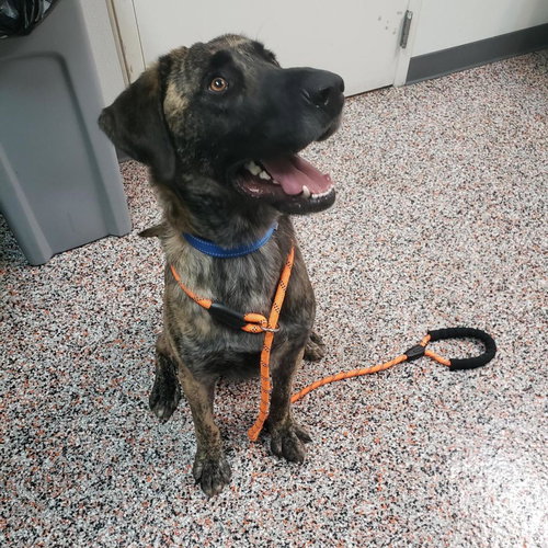 picture of the dog needing adoption