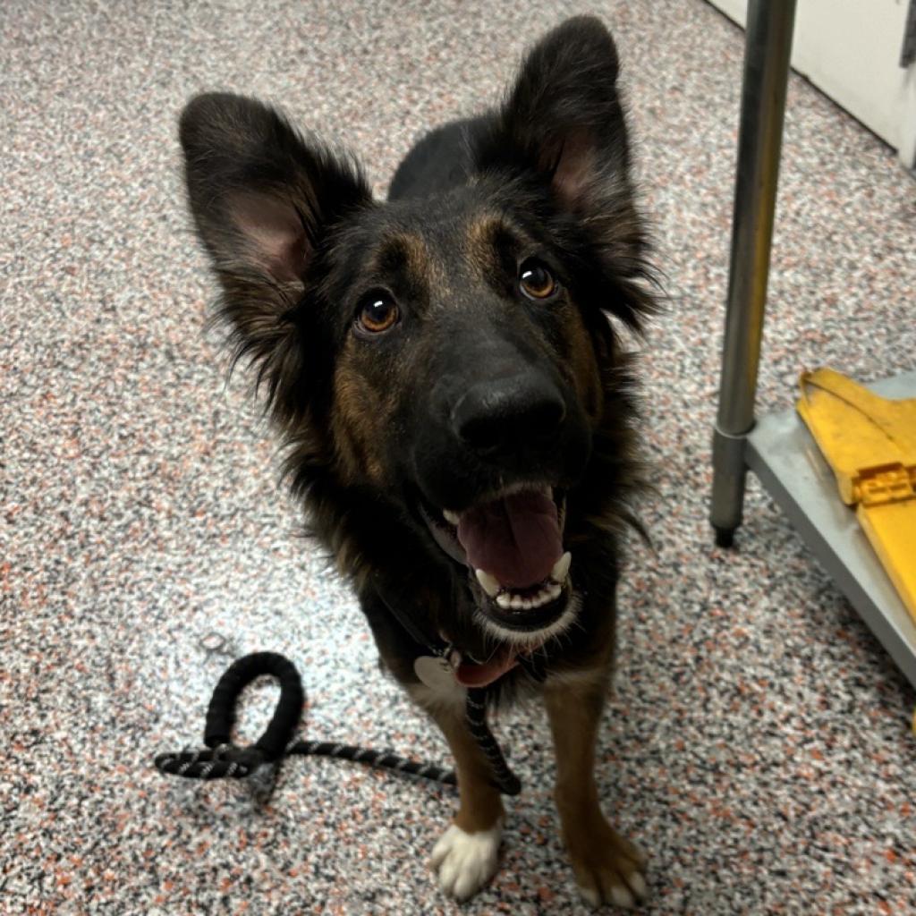 adoptable Dog in SLC, UT named Cabbage