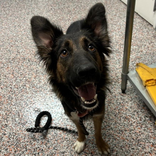 picture of the dog needing adoption