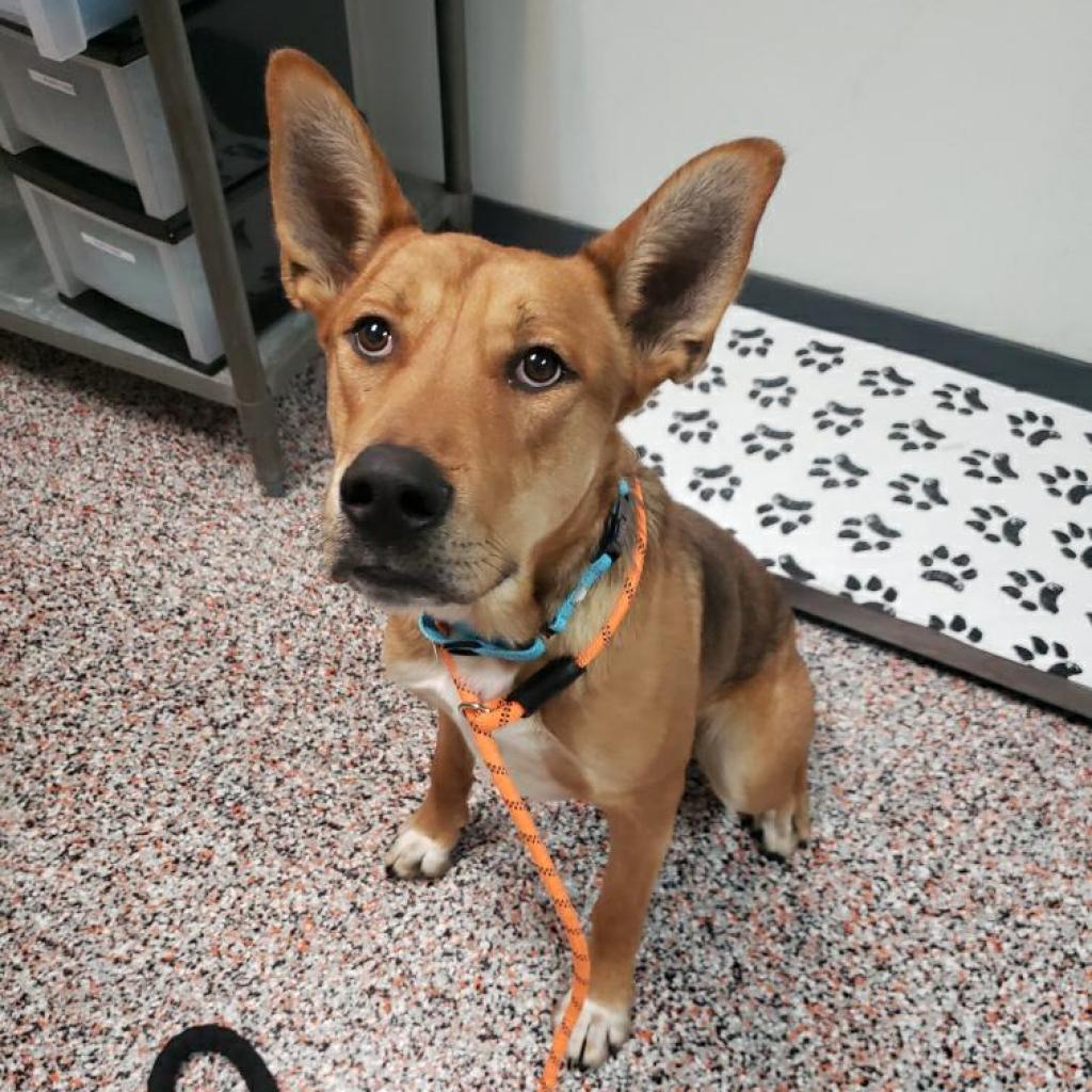 adoptable Dog in SLC, UT named Fezzik