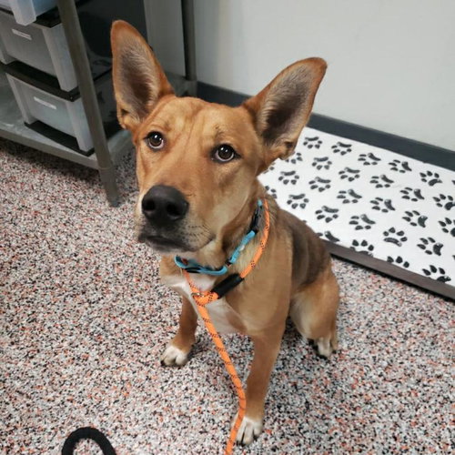 picture of the dog needing adoption