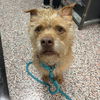 adoptable Dog in slc, UT named Fraggle Rock