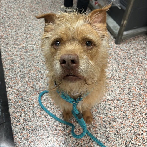 picture of the dog needing adoption