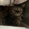 adoptable Cat in slc, UT named Amy Adams