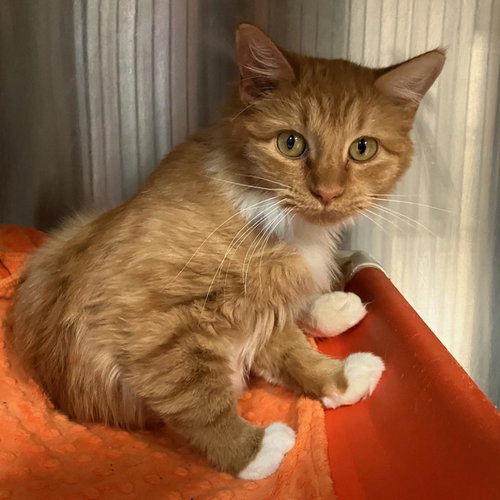 picture of the cat needing adoption