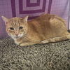adoptable Cat in slc, UT named St. Nick