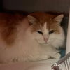 adoptable Cat in slc, UT named Grenadine