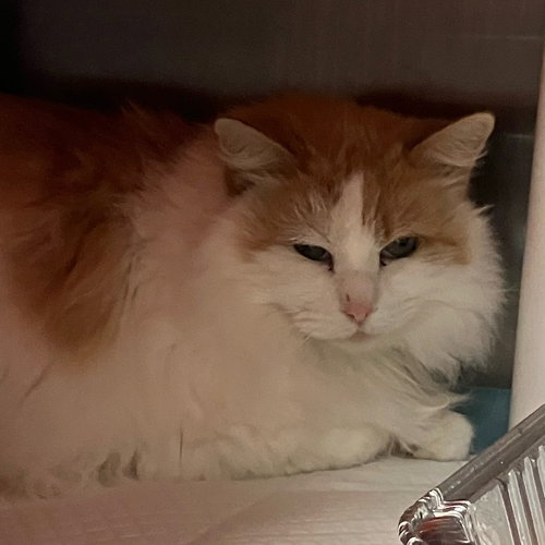 picture of the cat needing adoption