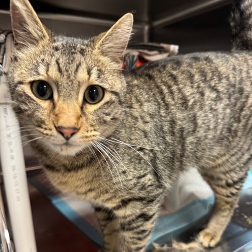 John Adams, Adult Domestic Short Hair, cat for adoption in Orem, Utah