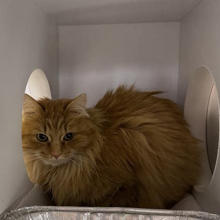 Madam President, Adult Domestic Long Hair, cat for adoption in Orem, Utah