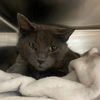 adoptable Cat in slc, UT named The Grey Lady