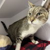 adoptable Cat in slc, UT named Francine