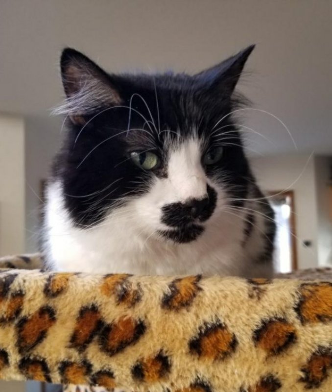 adoptable Cat in Littleton, CO named Muffin