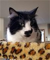adoptable Cat in littleton, co, CO named Muffin
