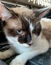 adoptable Cat in littleton, CO named Naomi