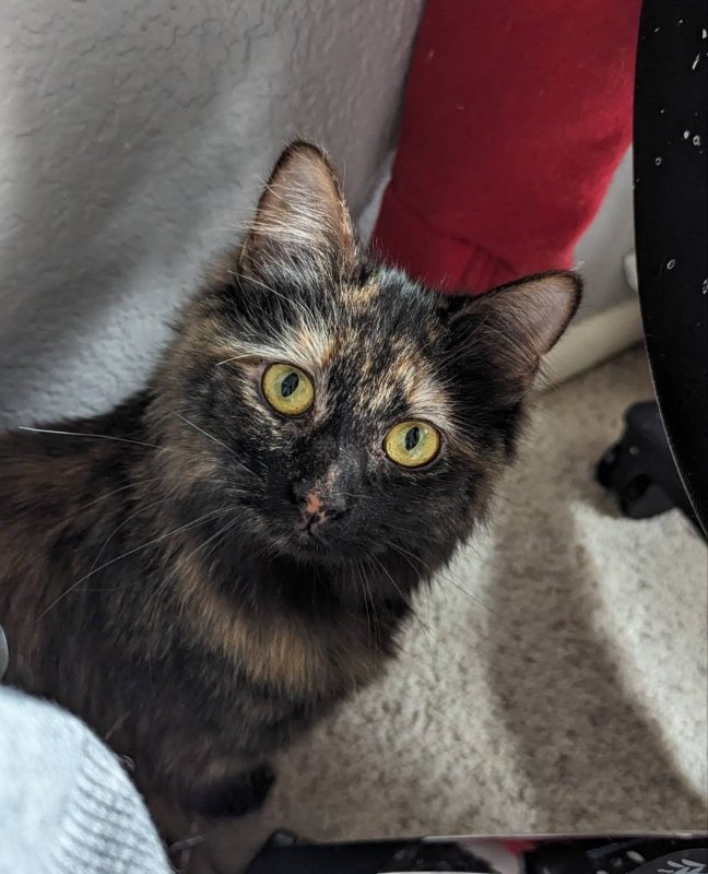 adoptable Cat in Littleton, CO named Minnie