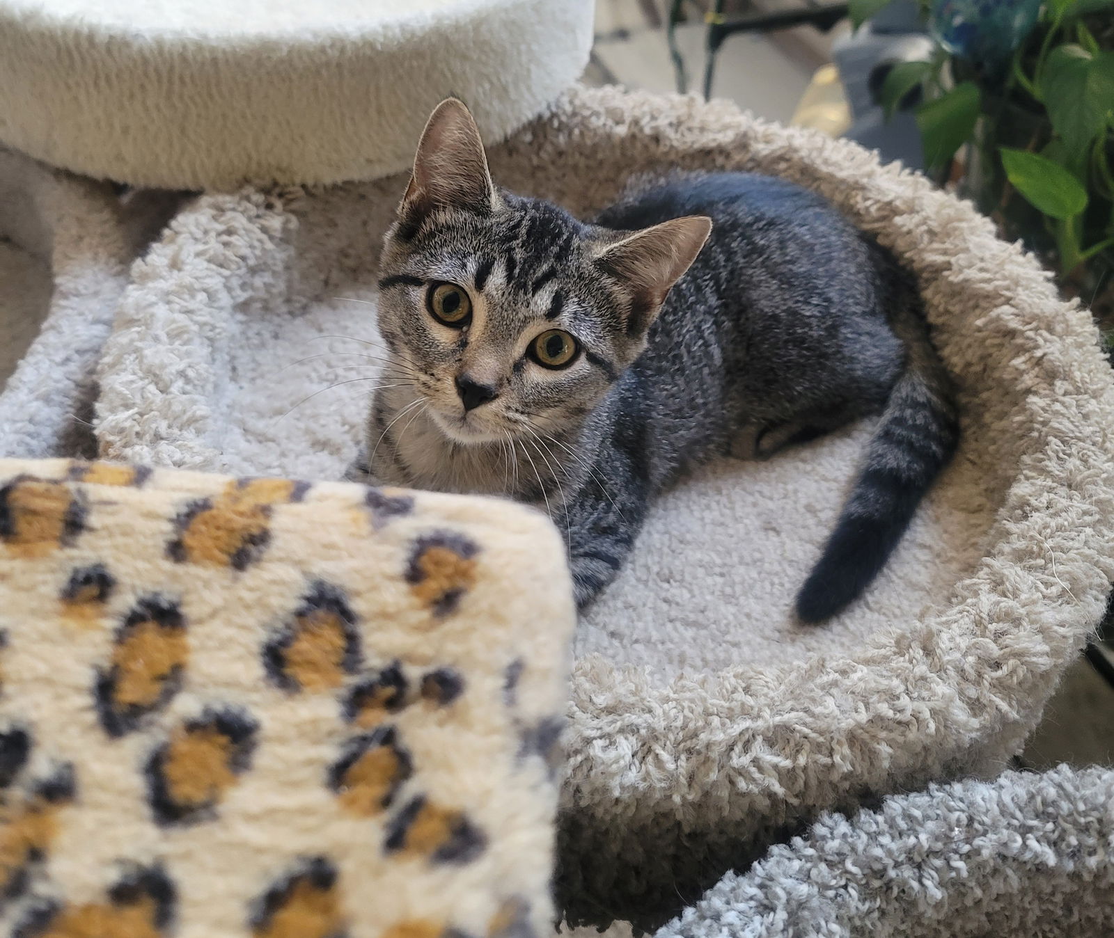 adoptable Cat in Littleton, CO named Bianca