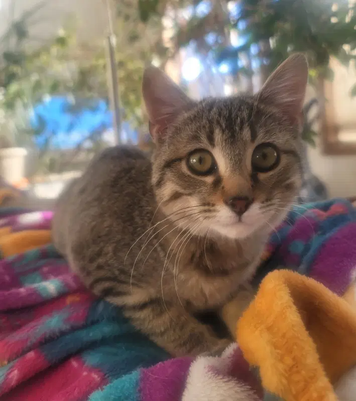 Scarlett - Domestic Short Hair
