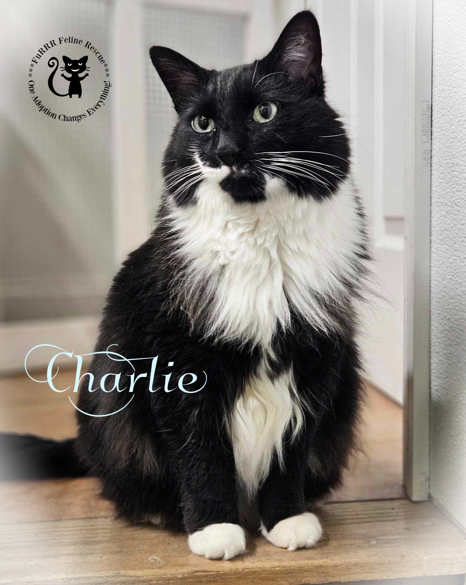 adoptable Cat in Rochester, NH named Charlie