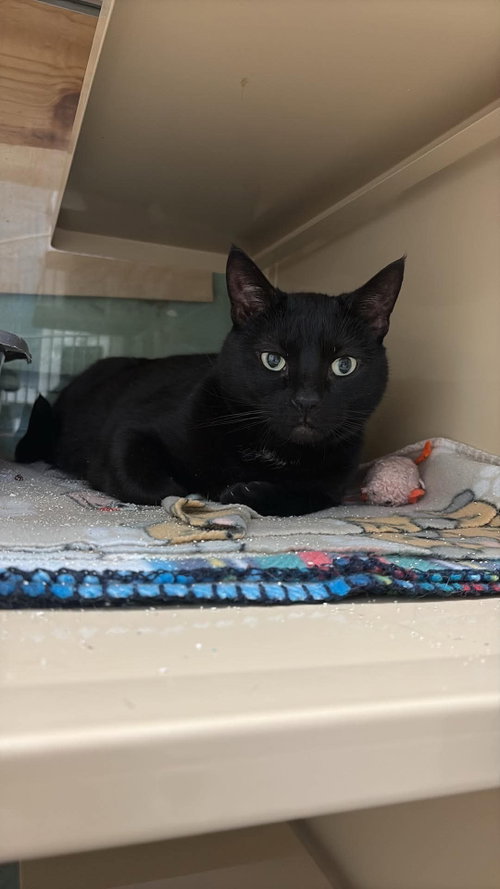 picture of the cat needing adoption