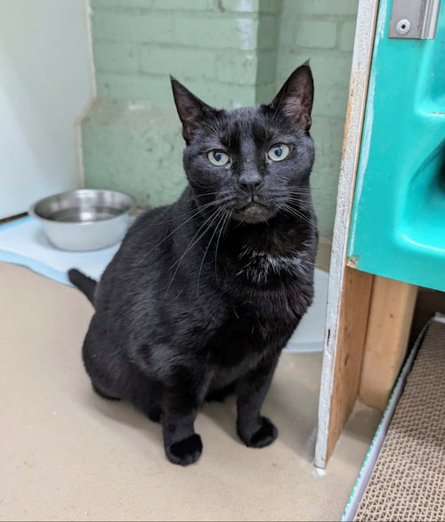 Valentine, an adoptable Domestic Short Hair in Gonic, NH