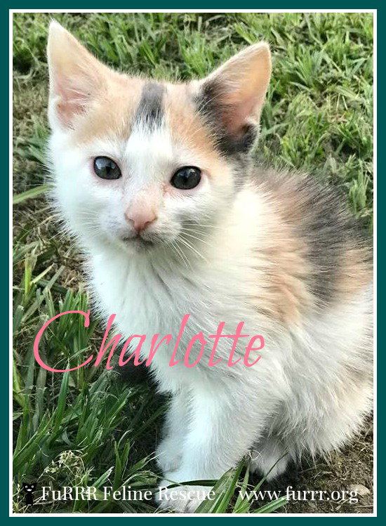 Charlotte, photo 5