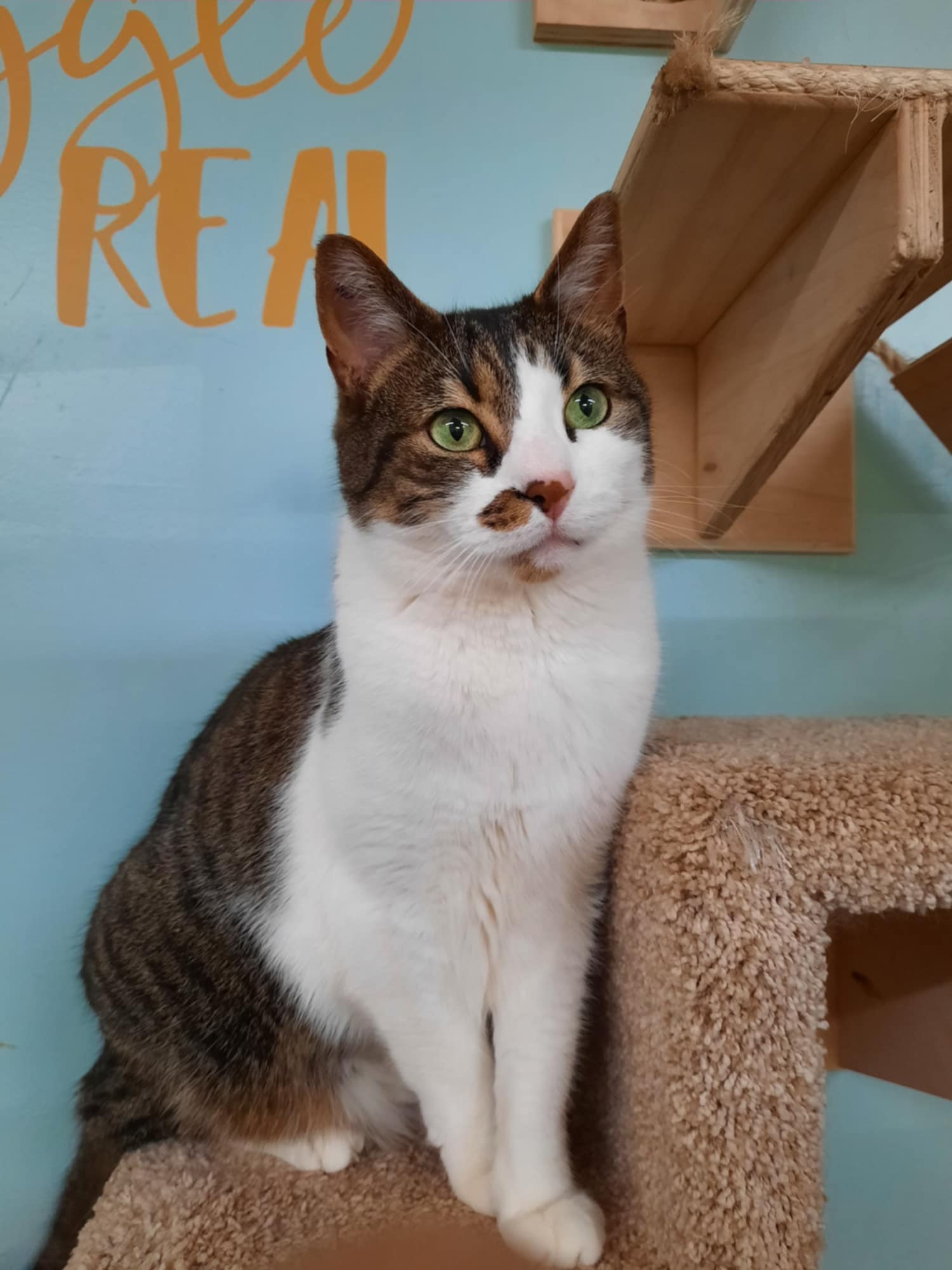 adoptable Cat in Rochester, NH named Wind aka Bobby