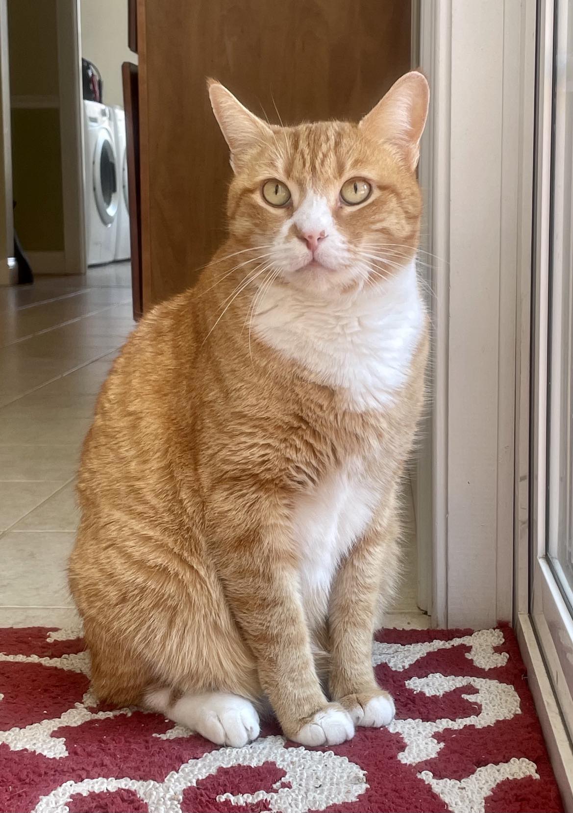 adoptable Cat in Rochester, NH named Manny