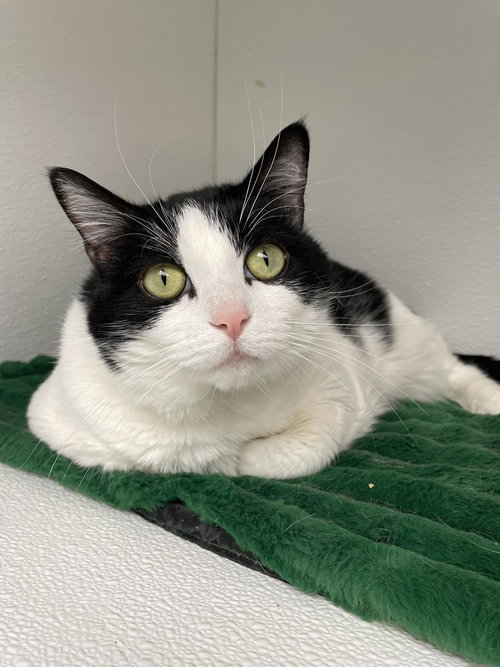 Olive, an adoptable Domestic Short Hair in Gonic, NH