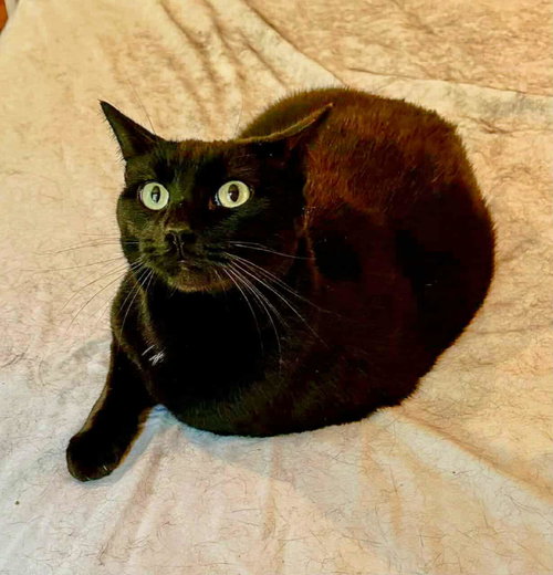 picture of the cat needing adoption
