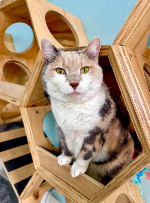 Kit Kat, a cat for adoption from FuRRR Feline Rescue
