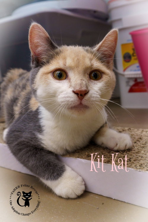 Photo 4 of Kit Kat